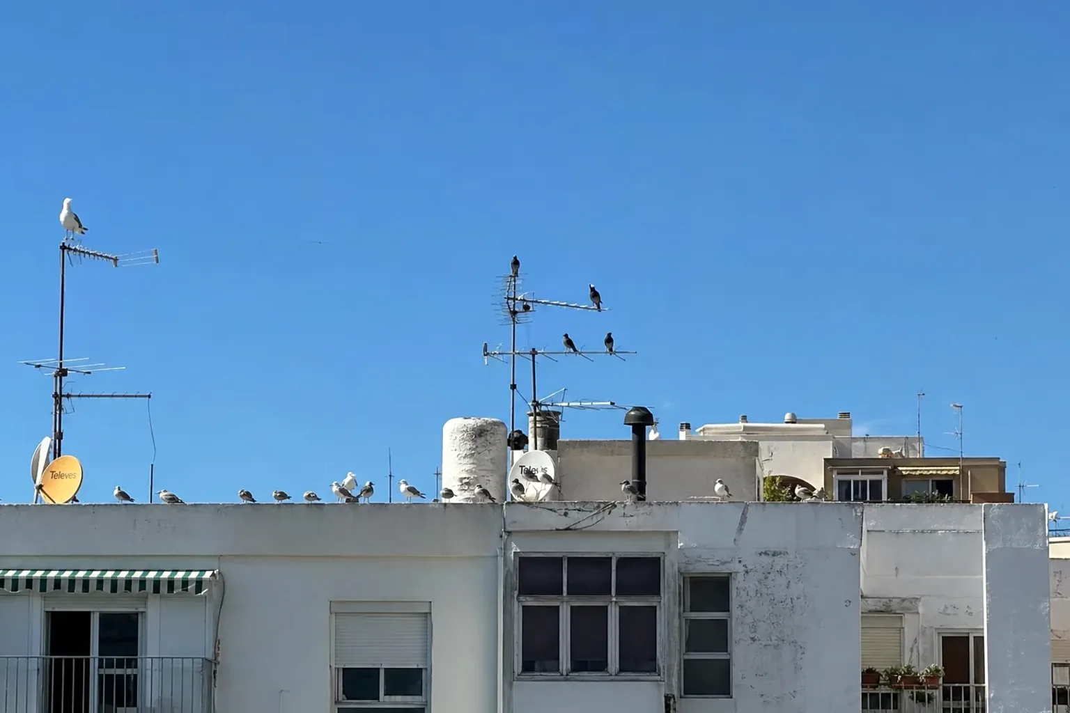 Control de aves urbanas en cubiertas y cornisas