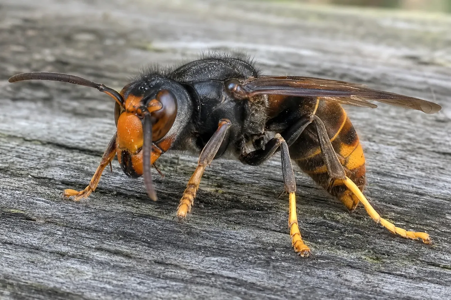 Avispa asiática (Vespa velutina) en detalle