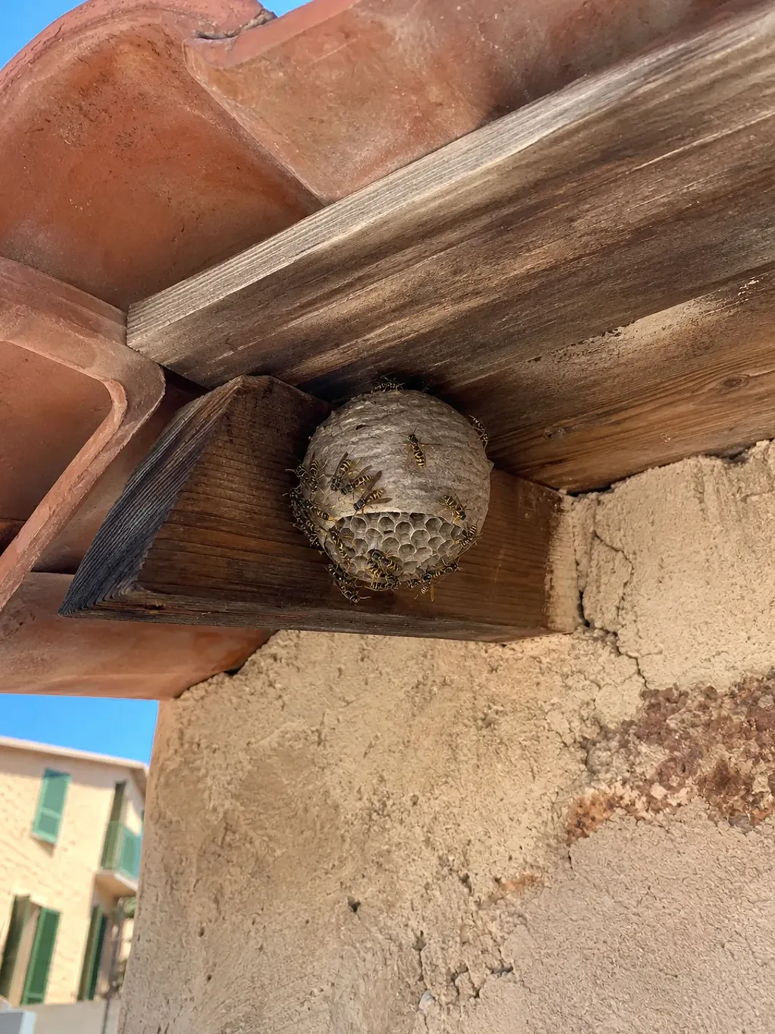 Tratamiento de avispas en La Llagosta — LlagostaPlagas