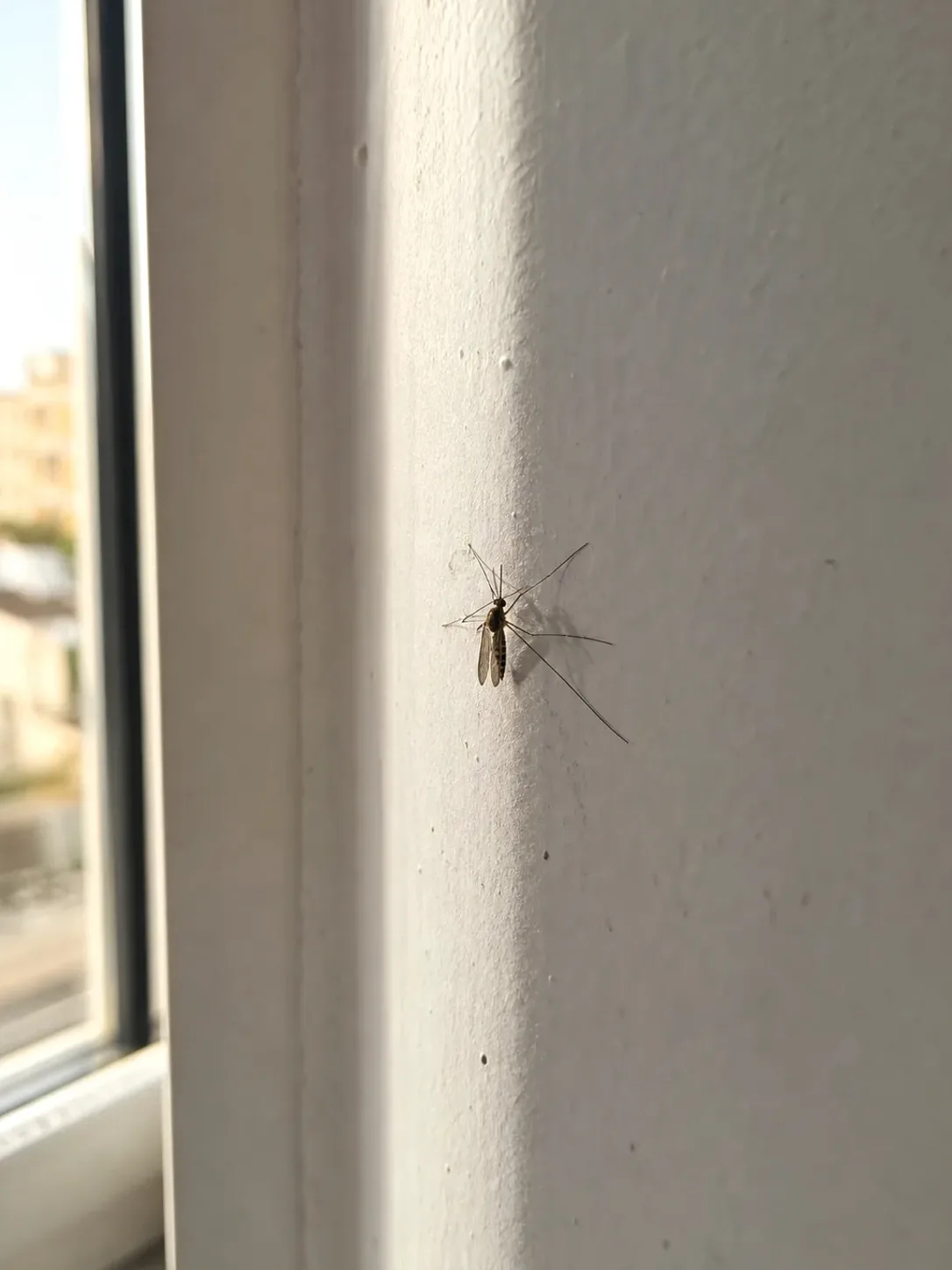 Tratamiento de mosquitos en La Llagosta — LlagostaPlagas