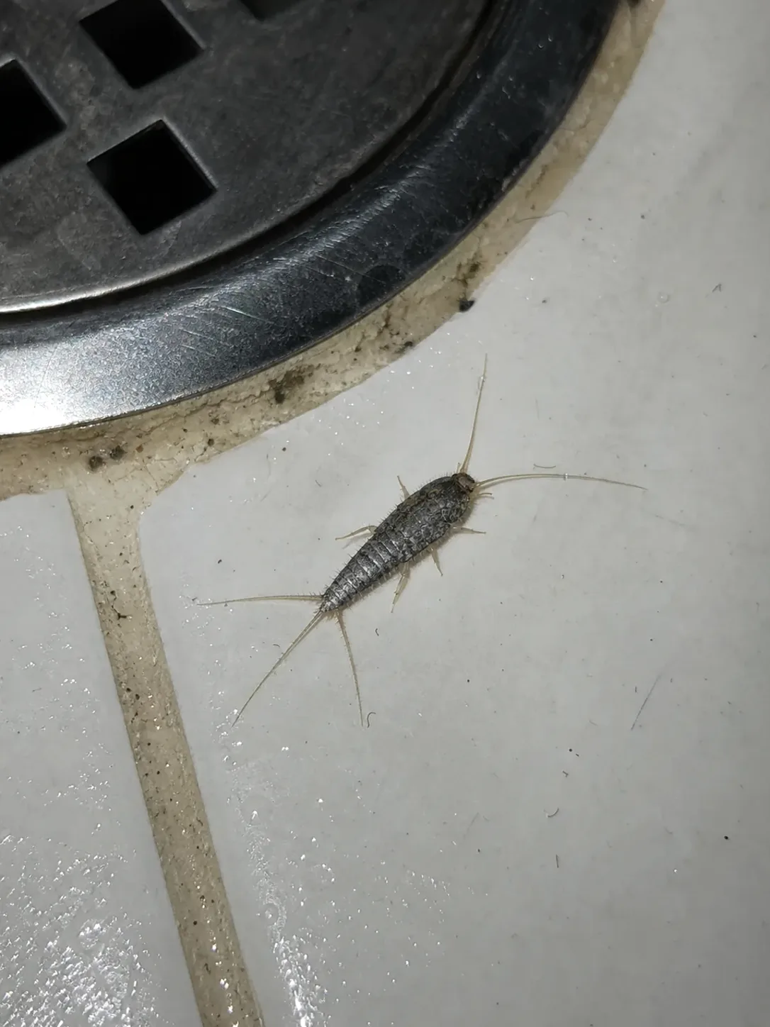 Pececillo de plata junto al desagüe del baño