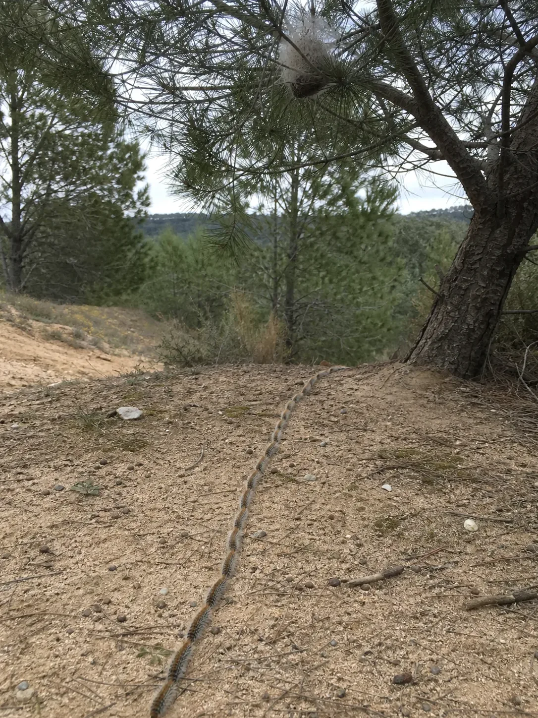Tratamiento de procesionaria del pino en La Llagosta — LlagostaPlagas