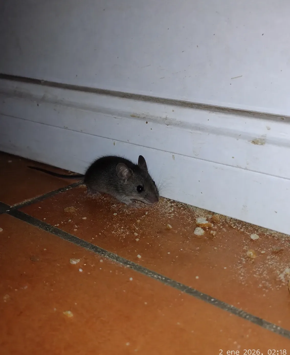 Ratón doméstico junto a un rodapié de la cocina