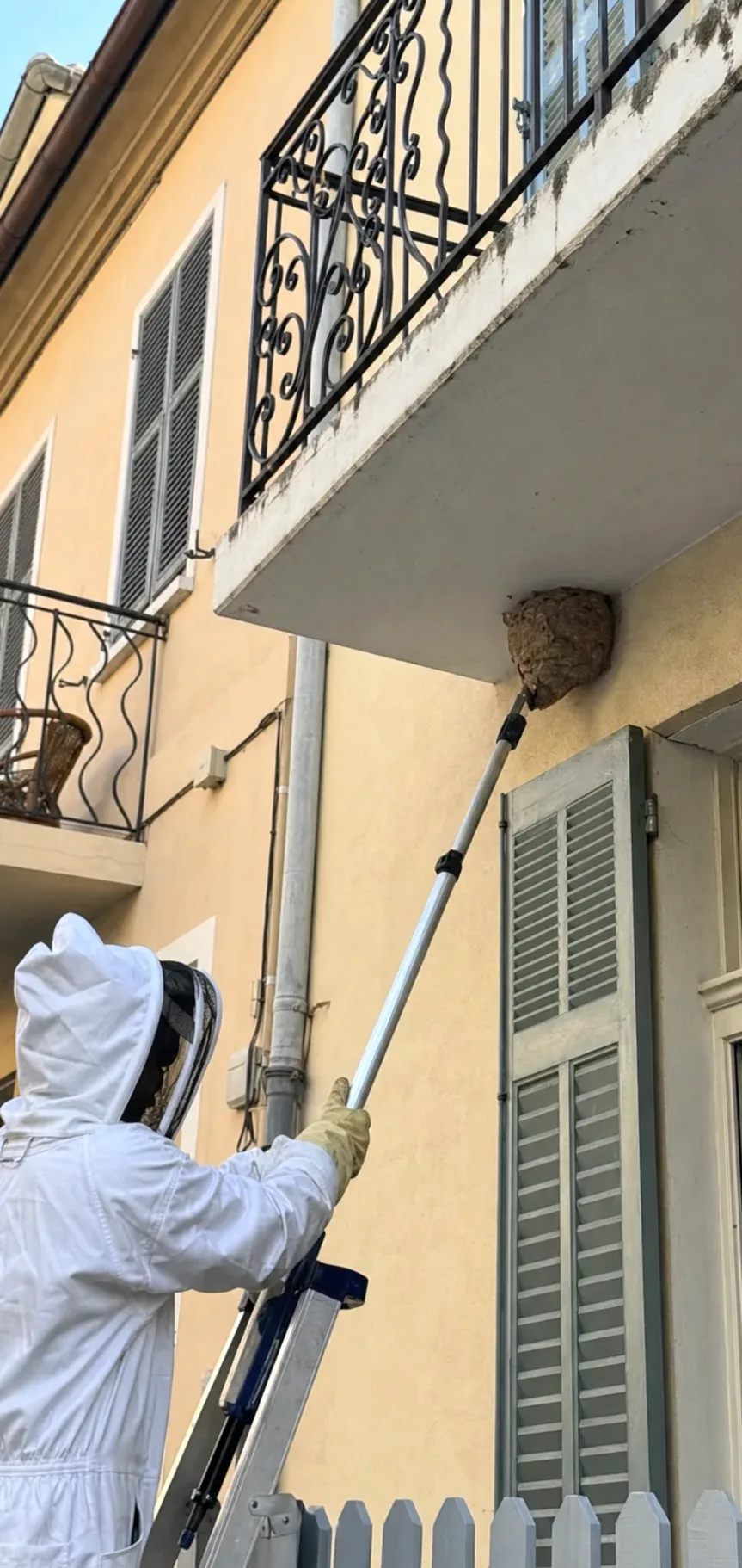 Retirada de nidos de avispas en La Llagosta — LlagostaPlagas